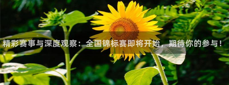 精彩赛事与深度观察：全国锦标赛即将开始，期待你的参与！