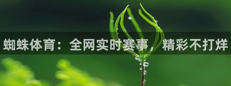 蜘蛛体育：全网实时赛事，精彩不打烊