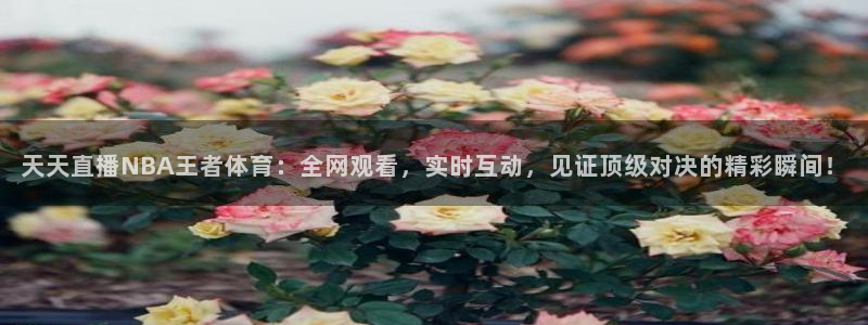 天天直播NBA王者体育：全网观看，实时互动，见证顶级对决的精彩瞬间！